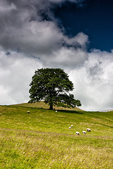 Image showing On the pasture in Sedbergh