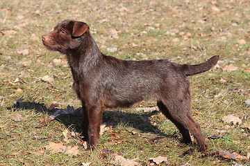 Image showing Patterdale Terrier /Wire/  in the park 