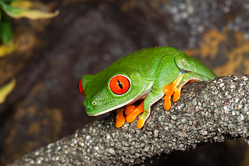 Image showing Tree frog