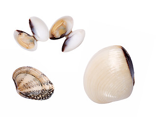 Image showing Shells