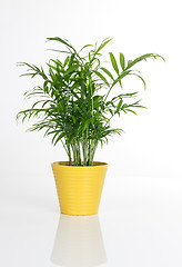 Image showing Beautiful plant in a yellow pot