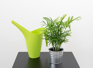 Image showing Plant and green watering can on a table