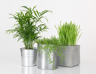 Image showing Beautiful plants in metal pots