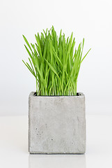 Image showing Wheatgrass growing in concrete pot