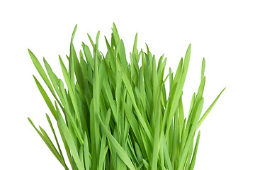 Image showing Fresh green wheatgrass