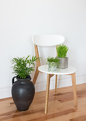 Image showing Elegant chair with green plants