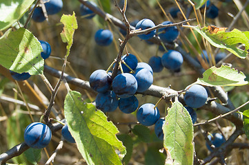 Image showing sloe