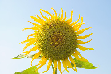 Image showing ripe sunflower