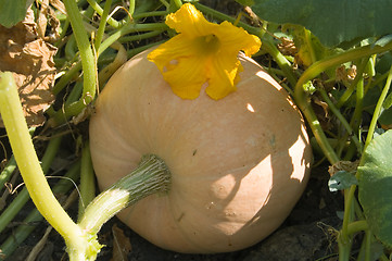 Image showing pumpkin with inflorescence