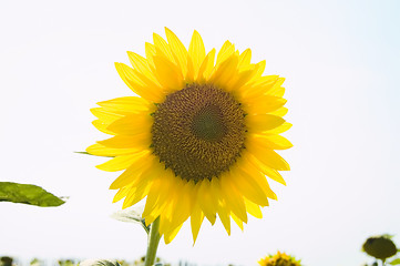 Image showing yellow ripe sunflower