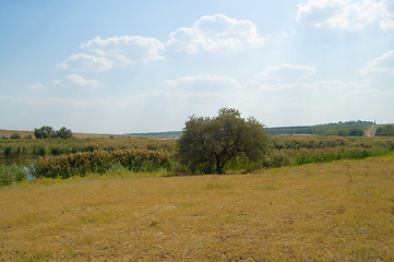 Image showing reeded lake