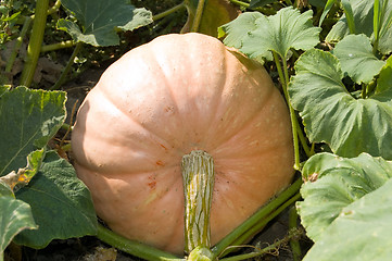 Image showing pumpkin