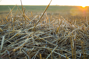 Image showing sunsets over field