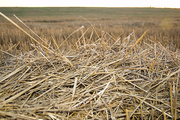 Image showing straw on sunset