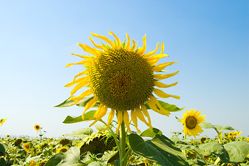 Image showing head of sunflower
