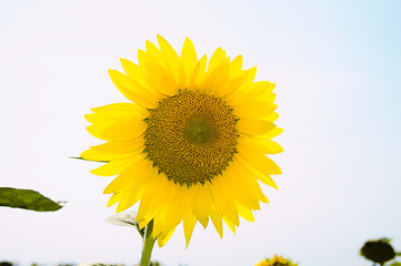 Image showing yellow sunflower