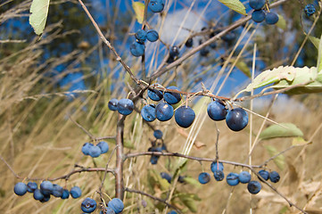 Image showing bush sloe