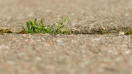 Image showing Grass growing on the pavement