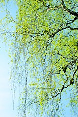 Image showing Spring branches
