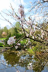 Image showing Japanese cherry tree (sakura) in blossom