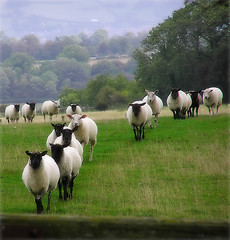 Image showing Counting Sheep