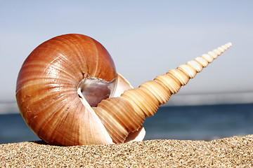 Image showing Conch Still Life