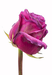 Image showing Pink roses