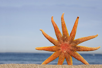 Image showing Orange Starfish