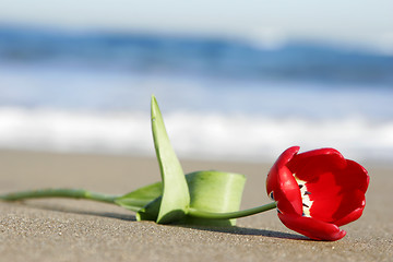 Image showing Tulip on Beach