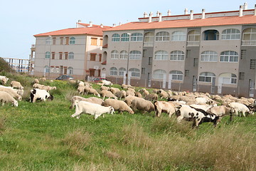 Image showing Sheep on sheep-walk in Spain