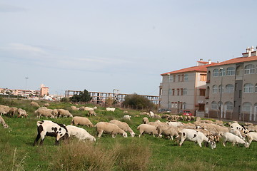 Image showing Sheep in Spain