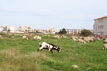 Image showing Sheep in Spain