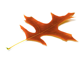 Image showing Autumn leaf of oak