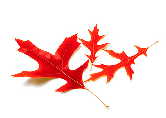 Image showing Three red leafs of oak