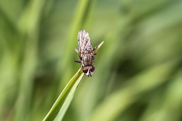 Image showing Fly on the grass