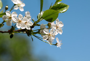 Image showing cherry blossoms