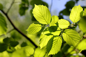 Image showing leaves of the tree