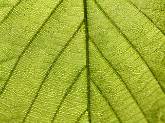 Image showing green leaf