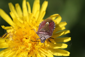 Image showing beetle bug
