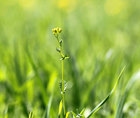 Image showing flower