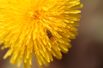 Image showing Beetle on a flower