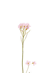Image showing Pink wild flower