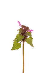 Image showing Purple dead nettle flower