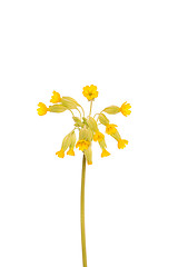 Image showing Yellow primrose flower