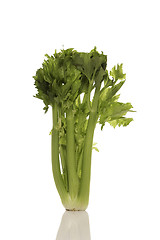 Image showing Celery bunch