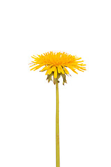 Image showing Yellow dandelion flower