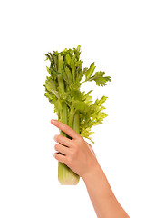 Image showing Celery bunch in a hand
