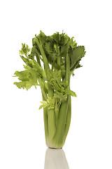 Image showing Celery bunch