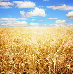 Image showing Wheat field