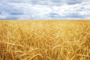 Image showing Wheat field